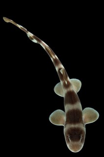Grey bamboo shark (Chiloscyllium griseum)