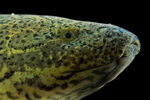 Marbled Lungfish (Protopterus aethiopicus)