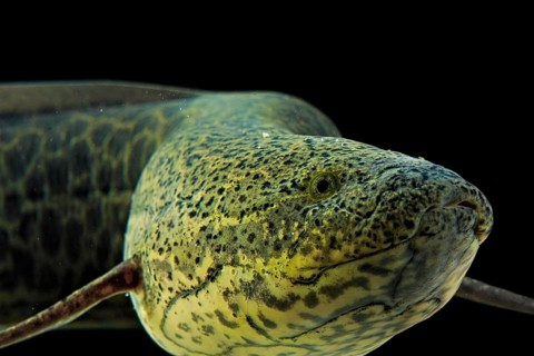 Marbled Lungfish (Protopterus aethiopicus)
