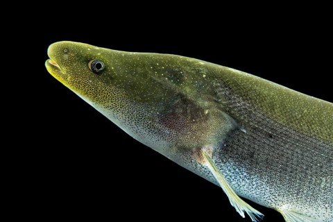 Electric fish (Mormyrops engystoma)