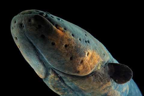 Eletric eel (Electrophorus electricus)