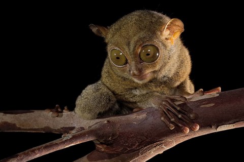 Horsfield's tarsier (Cephalopachus bancanus)
