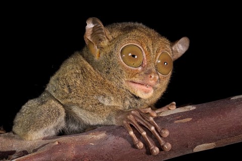Horsfield's tarsier (Cephalopachus bancanus)