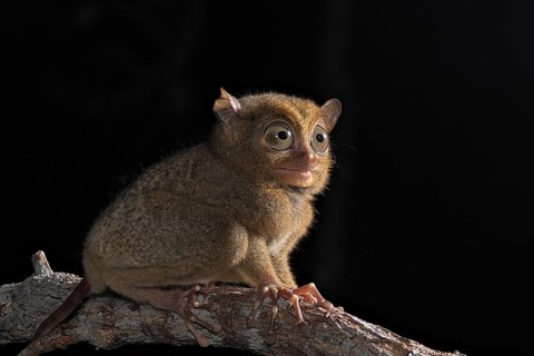 Horsfield's tarsier (Cephalopachus bancanus)
