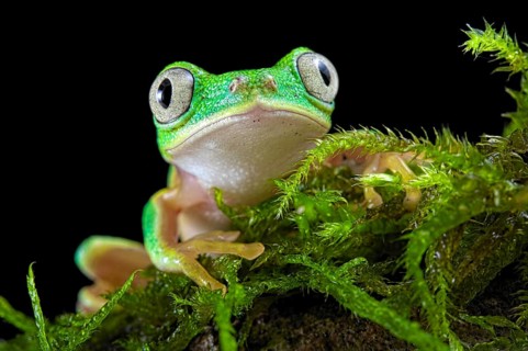Lemur leaf frog (Agalychnis lemur) on mossy ground