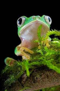 Lemur leaf frog (Agalychnis lemur) on mossy ground