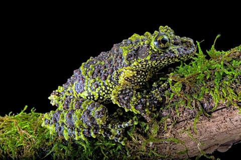 Mossy frog (Theloderma corticale)