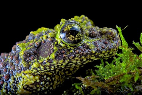 Mossy frog (Theloderma corticale)