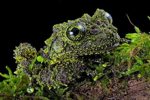 Mossy frog (Theloderma corticale)