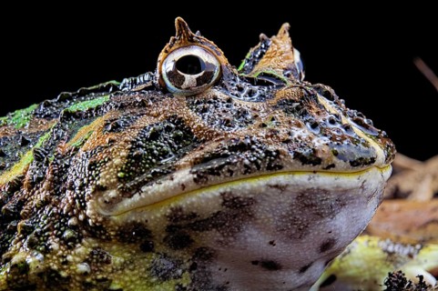 Cranwell's horned frog (Ceratophrys cranwelli)