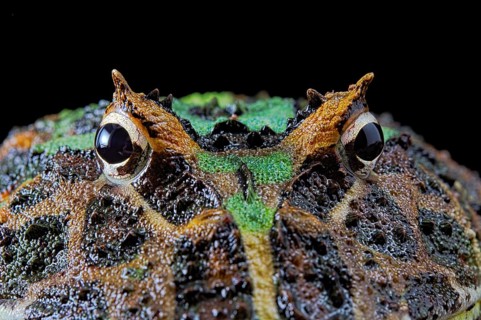 Cranwell's horned frog (Ceratophrys cranwelli)