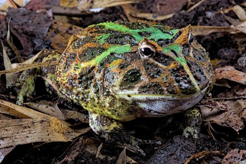 Cranwell's horned frog (Ceratophrys cranwelli) on muddy ground