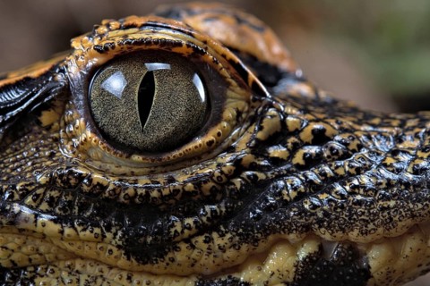 Dwarf crocodile (Osteaolaemus tetraspis)