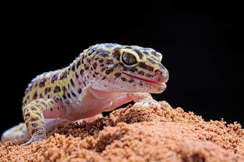 Leopard Gecko (Eublepharis macularius) Captive. Afghanistan