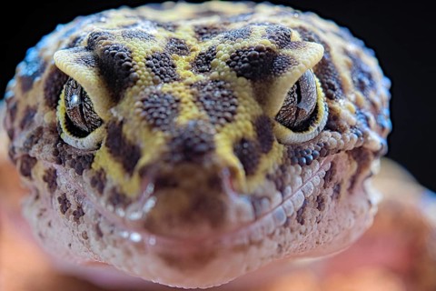 Leopard Gecko (Eublepharis macularius) Captive. Afghanistan