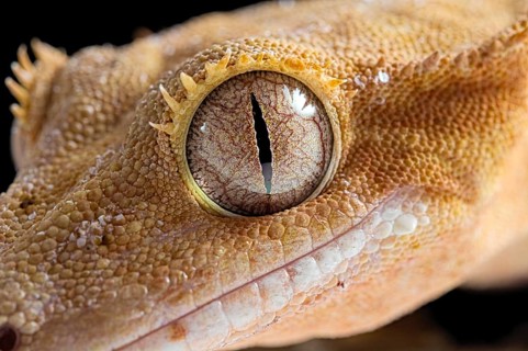 Eyelash gecko (Correlophus ciliatus)