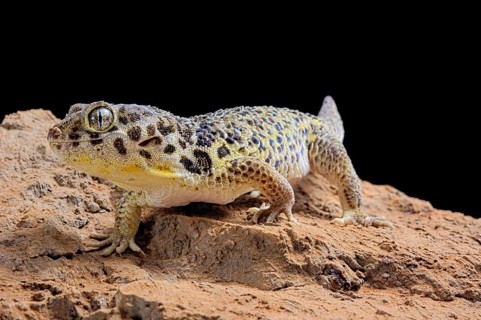 Frog-eyed gecko (Teratoscincus roborowskii)