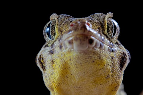 Frog-eyed gecko (Teratoscincus roborowskii)