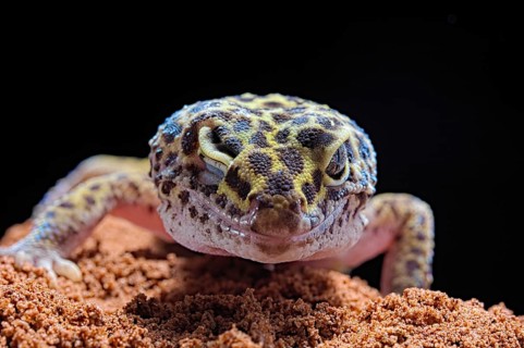Leopard Gecko (Eublepharis macularius)