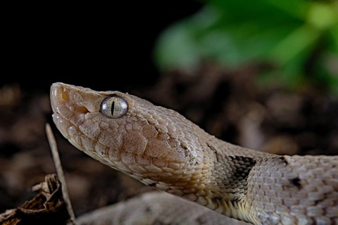 Brazilian lancehead (Bothrops moojeni)