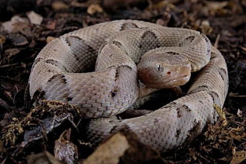 Brazilian lancehead (Bothrops moojeni)