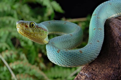 Two-striped forest-pitviper (Bothrops bilineata)