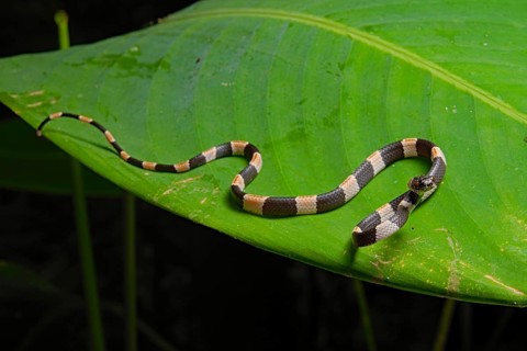 American snail-eater (Dipsas bicolor) Costa Rica