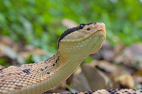 Black Headed bushmaster (Lachesis melanocephala) Costa Rica
