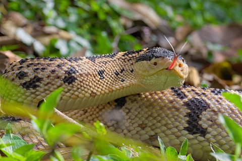 Black Headed bushmaster (Lachesis melanocephala) Costa Rica