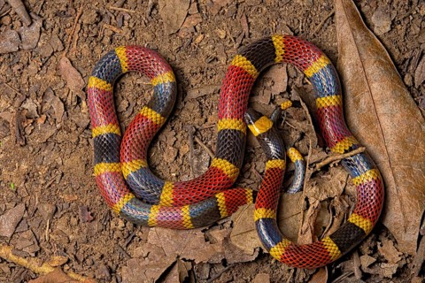 Coral snake (Micrurus mosquitensis) Costa Rica