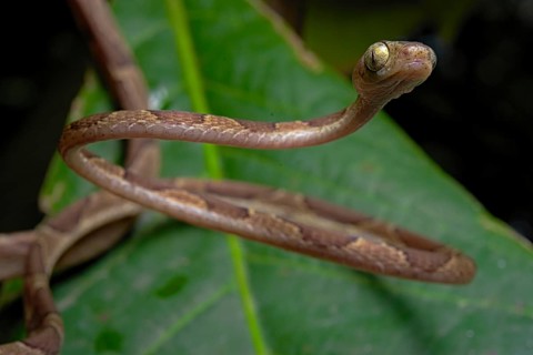 Blunthead Tree Snake (Imantodes cenchoa)