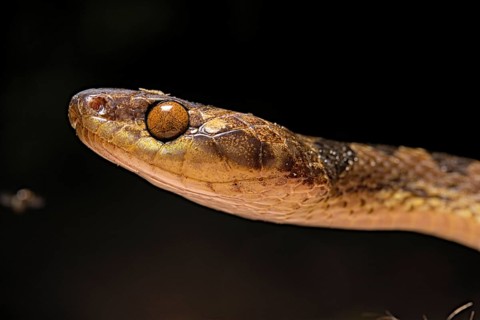 Northern Cat-eyed Snake (Leptodeira septentrionalis) Costa Rica