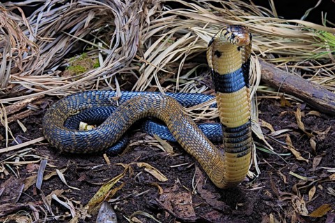 Forest cobra (Naja melanoleuca) Captive. Cameroon