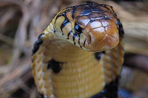 Forest cobra (Naja melanoleuca) Captive. Cameroon