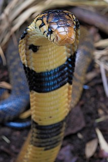 Forest cobra (Naja melanoleuca) Captive. Cameroon