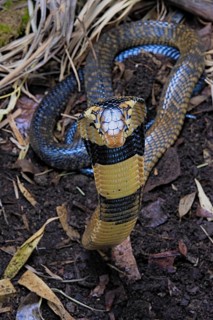 Forest cobra (Naja melanoleuca) Captive. Cameroon