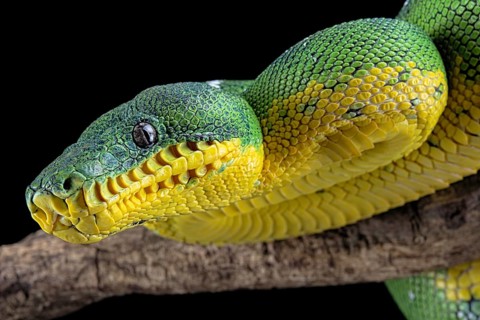 Amazon Basin emerald tree boa (Corallus batesii)