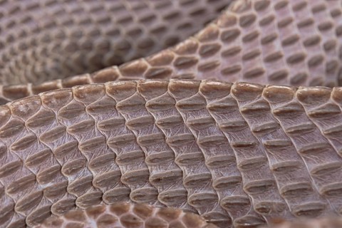 Cape File Snake (Gonionotophis sp)