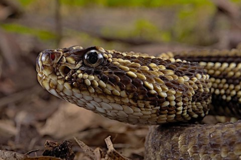 Cascabel Rattlesnake (Crotalus durissus terrificus) captive