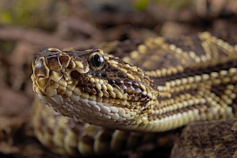 Cascabel Rattlesnake (Crotalus durissus terrificus) Captive. America