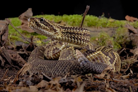 Cascabel Rattlesnake (Crotalus durissus terrificus) Captive. America