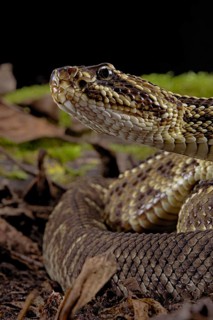 Cascabel Rattlesnake (Crotalus durissus terrificus) Captive. America