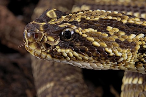 Cascabel Rattlesnake (Crotalus durissus terrificus) Captive. America