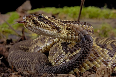 Cascabel Rattlesnake (Crotalus durissus terrificus) Captive. America