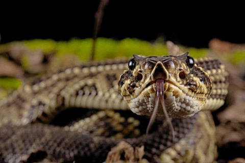 Cascabel Rattlesnake (Crotalus durissus terrificus) Captive. America