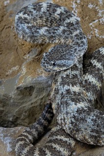 Speckled rattlesnake (Crotalus pyrrhus)