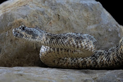 Speckled rattlesnake (Crotalus pyrrhus)