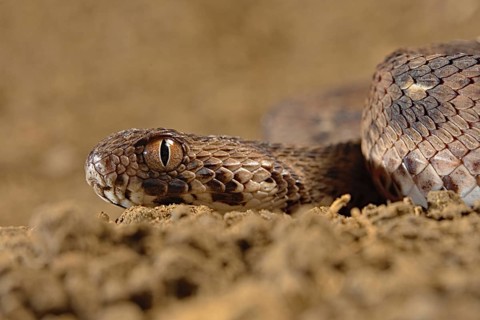 Carpet viper (Echis ocellatus) Captive. Africa