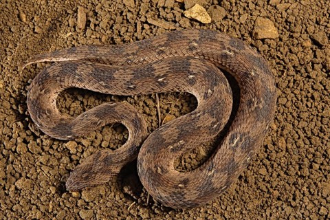 Carpet viper (Echis ocellatus) Captive. Africa