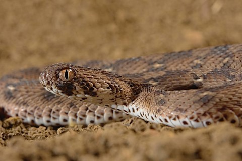 Carpet viper (Echis ocellatus) Captive. Africa
